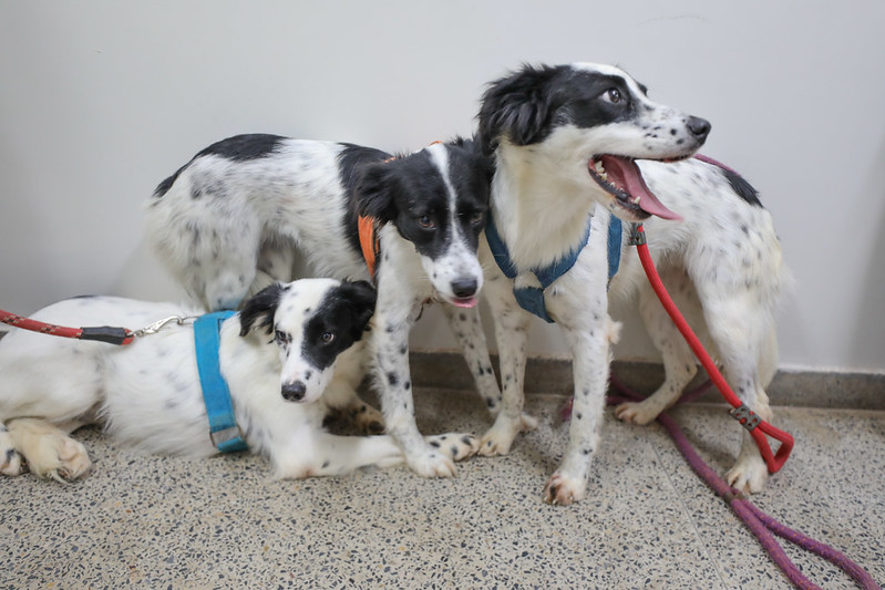 Novo serviço de castração gratuita conta com hemograma e microchipagem de cães e gatos